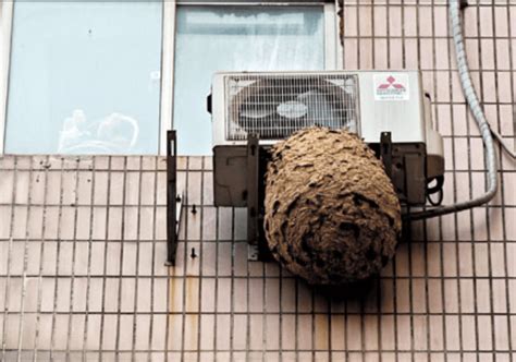 蜜蜂死在陽台風水|【蟲蟲危機】黃蜂（胡蜂／虎頭蜂／馬蜂）跑進屋內怎。